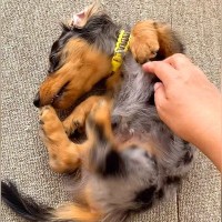 かゆい所があるけど足が届かない犬→代わりに掻いてあげた結果…とんでもなく可愛い『まさかの反応』が18万再生「顔が必死で草」「ツボったｗ」