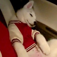 ドッグランで目いっぱい遊んだ赤ちゃん犬が、帰りの車の中で…まさかの『HPが0になってしまう光景』が83万再生「電池切れｗ」「尊すぎる」