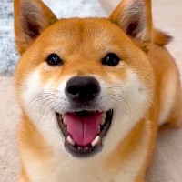 犬に『お手やおかわり』を指示したら、嬉しくなって…まさかの『たくさんお喋りしちゃう光景』が愛おしいと48万再生「全部可愛い」「いい返事」