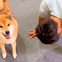 筋トレ中に『犬が応援してくれている』と思いきや…まさかの『トドメを刺す様子』が47万再生「めっちゃ叩いてて草」「愛情のパンチ」と爆笑