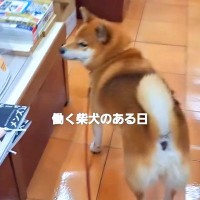 本屋さんで働く看板犬が…ものすごく丁寧な『店内チェック』をする光景が愛おしいと2万再生「現場第一主義で草」「可愛くて笑ったｗ」と絶賛