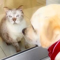 いつもの動物病院に行った大型犬→仲良しの『猫先生』が…２匹の『微笑ましい挨拶』が可愛すぎると25万再生「素敵な関係」「ほっこり止まらん」