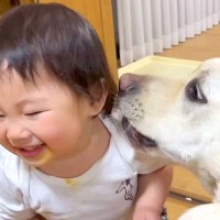 1歳の女の子がようやく『大型犬と一緒に遊べるようになった』結果…とんでもなく尊い『笑いが絶えない光景』が32万再生「愛おしすぎる」と絶賛