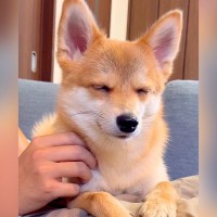 ウトウトとしている犬→寝る直前、何か大事なことを思い出して…急に見せた『人間のような仕草』が227万再生「何を思い出したのｗ」「可愛い」