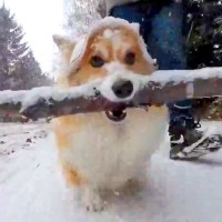 お散歩で『枝運び』をするのが大好きすぎる犬…まさかの『雪の中でも没頭する光景』が67万表示「職人すぎて草」「ストイックｗ」と絶賛の声