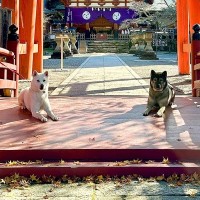 神社で活躍する『みちびきのご神犬』…神様に奉納された『紀州犬の親子』が神々しすぎると75万表示「凛々しくて素敵」「日本の宝」と話題に