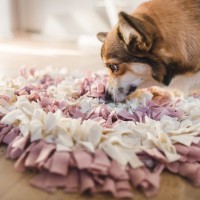 犬に『知育玩具』は与えたほうがいい？　愛犬へもたらす効果、種類や遊び方を解説