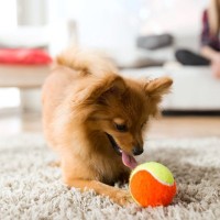 犬との遊びでやってはいけないタブー5選　怪我や事故につながる危険行為とは？