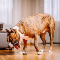 犬の『危険な嘔吐』の特徴5選　愛犬が吐いたとき、飼い主がすぐに確認すべきこととは？