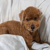 犬が布団をホリホリする『４つの心理』毛布などを執拗に掘る理由や注意点まで