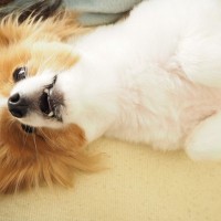 犬が飼い主にする『あざとい』仕草6選　可愛いとわかってやってるの？愛犬の心理や目的、注意点まで解説