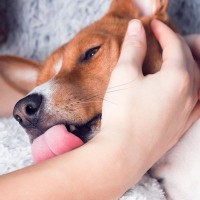 犬が『噛んだ後、舐めてくる』心理4選　反省してるわけじゃない？行動に隠された意味とは