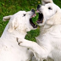 『すぐに怒る犬』の特徴4選　短気になってしまう原因やキレさせないための対策まで