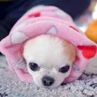 『絶対に散歩に行きたくない』と犬が抵抗し続けた結果…『まさかの姿になり果てる光景』が11万再生「小さな抵抗が可愛すぎるｗ」「応援したい」