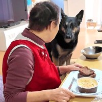 朝、実家のおばあちゃんに大型犬を預けた結果…ランチタイムで見せた『まさかの光景』が9万再生「本当の孫みたい」「最高に癒される」と大絶賛