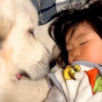 2歳の女の子が眠っていたら、超大型犬が近づいてきて…とんでもなく尊い『まさかの行動』が32万再生「同じ夢を見てそう」「永遠に見てられる」