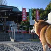 犬と一緒に参拝できる神社10選　愛犬の運気が上がるかも？ご利益の内容から注意すべきマナーまで