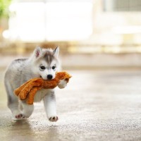 愛犬がおもちゃやおやつを隠すのはなぜ？4つの心理や犬が持つ習性まで解説