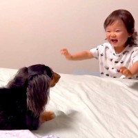 1歳の女の子が『犬と一緒に暮らした』結果…世界一可愛い『わん子ダンス』をする光景に12万いいね「最高の空間」「思わずニヤけた」と悶絶