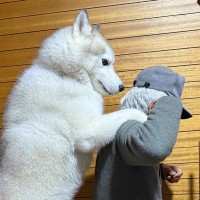 おじいちゃんに遊んで欲しいハスキー犬が…まるで本当の孫のような『ちょっかいを出す姿』に1万いいね「肩もみしてて草」「中に人入ってる？」