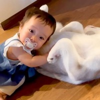 寝つきの悪い1歳の女の子が、大型犬に抱きついた結果…まさかの『枕にしようとする光景』が27万再生「可愛いが大渋滞」「うらやましい…」