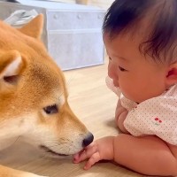 赤ちゃんが『生まれた瞬間から犬たちと過ごした』結果…3ヶ月後、ついに『存在に気付き始める光景』が149万再生「全員たまらん」「ほっこり」