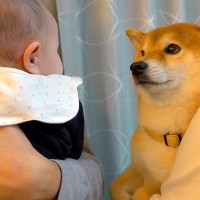 生まれたばかりの赤ちゃんと『親睦会』をしたら、犬が…ただただ尊い『日常の一コマ』が6万再生「全員かわいい」「ほのぼのファミリー」と絶賛