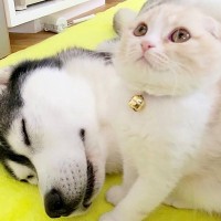 コタツでふて寝するハスキー犬→猫が起こしに行った結果…想定外だった『とんでもなく尊い展開』が71万再生「愛が溢れてる」「父親と子どもｗ」