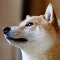 愛犬が『何もない場所』を見つめている5つの理由とは　何がみえているの…？考えられる原因を解説