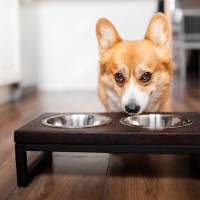 犬が『ご飯を食べたい』とアピールしている時の行動や仕草6つ　注意したいポイントや対策法をご紹介