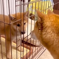 赤ちゃん犬にガンを飛ばし、ブチ切れていた先輩犬が…奇跡的すぎる『6ヶ月後の姿』が尊いと21万再生「愛が伝わったのかな」「感動した」と絶賛