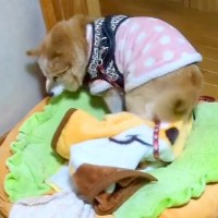 16歳の老犬が、お布団を整えて寝ようとした結果…想定外だった『愛おしすぎる悲劇』が215万再生「申し訳ないけど笑ったｗ」「はみ出てて草」