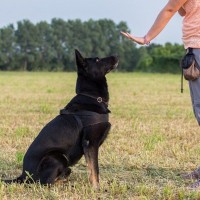 犬には伝わらない飼い主がやりがちな行動3つ　伝えるための方法から秘訣までご紹介