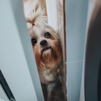 愛犬がお風呂を覗いてくるときの心理5選　伝えたいことがある？より愛おしくなる理由とは