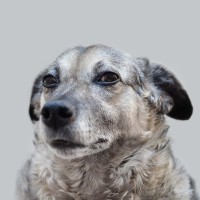 犬が『ため息』をついた時の心理5つ　飼い主がすべき配慮や対処法をご紹介