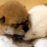 生まれて15日の赤ちゃん犬たちが、ついに…悶絶必至の『目が開く瞬間』が尊すぎると12万再生「かわいすぎて泣いた」「もはやぬいぐるみ」