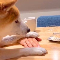 テーブルの上の『どら焼き』を食べようとしたら、犬が手を押さえてきて…賢すぎる『まさかの犯行』が12万再生「器用で草」「現行犯逮捕ｗ」