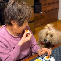 おばあちゃんが朝ご飯を食べていたら、大型犬が…とんでもなく気まずい『圧が強い光景』が話題に「一番ちょろい人わかってるｗ」「熱い視線で草」