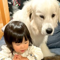 2歳の女の子が心配で仕方がなくて、超大型犬が…いつでもそばで見守る『尊い光景』が1万いいね「ハラハラしてて可愛いｗ」「素敵すぎる」