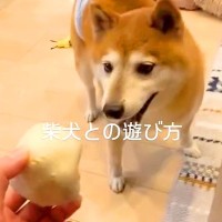 『ボールを投げるフリ』をしたら、犬が…まんまと騙されて見せた『愛おしい行動』が24万再生「可愛すぎるｗ」「結局見失ってて草」と絶賛