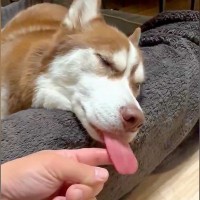 いつもベロが出ているハスキー犬→ちょっとイタズラをしてみたら…思ったのと違う『虚無すぎる反応』が100万表示「無抵抗で草」「やりたいｗ」