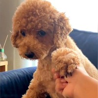 犬の耳にちょっかいをかけようとした結果…コントのような『ブチギレ方』が322万再生「ノールックで草」「3段階でキレてるｗ」と爆笑の声