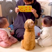 3人の赤ちゃんと1匹の犬の前で『絵本を読んでみた』結果…まさかの『一番真剣に聞く光景』が204万再生「溶け込みすぎてて草」「ど真ん中ｗ」