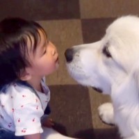 1歳の女の子がハイハイで『なぜか超大型犬に近づいた』と思ったら…とんでもなく尊い『まさかの行動』が15万再生「なんて可愛いの」と悶絶の声