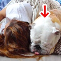 お母さんを起こそうとした犬→なかなか起きなかった結果…まさかの『眠気に襲われてしまう光景』が43万再生「2度寝ｗｗ」「ほんと人間みたい」