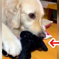 『黒いぬいぐるみで遊んでいたと思ったら…』2匹の大型犬が見せた『コントのような悲劇』が32万再生「気付くの遅いｗ」「マジシャン並みで草」