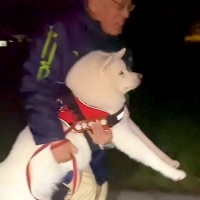 夜9時、秋田犬のお散歩をしていたら→帰宅拒否が発動し…大変すぎる『ストライキの様子』が163万再生「だめだこりゃｗ」「もはや荷車必要」