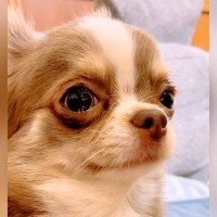 いつも一緒にいる2匹の犬→片方を外に連れて行った結果…3分後に見せた『悶絶級のリアクション』が212万再生　絶対に離れたくない様子が話題