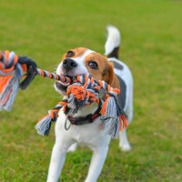 愛犬がおもちゃを離さないときの5つの心理　飼い主がしてはいけない行動から対処法まで解説