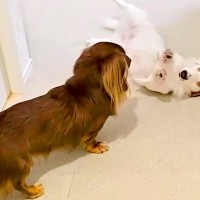 『遊ぼうよ』と犬がお誘いをした結果…嘘のような『とんでもない塩対応』が面白すぎると30万再生「盛大過ぎる無視で草」「温度差に笑うｗ」